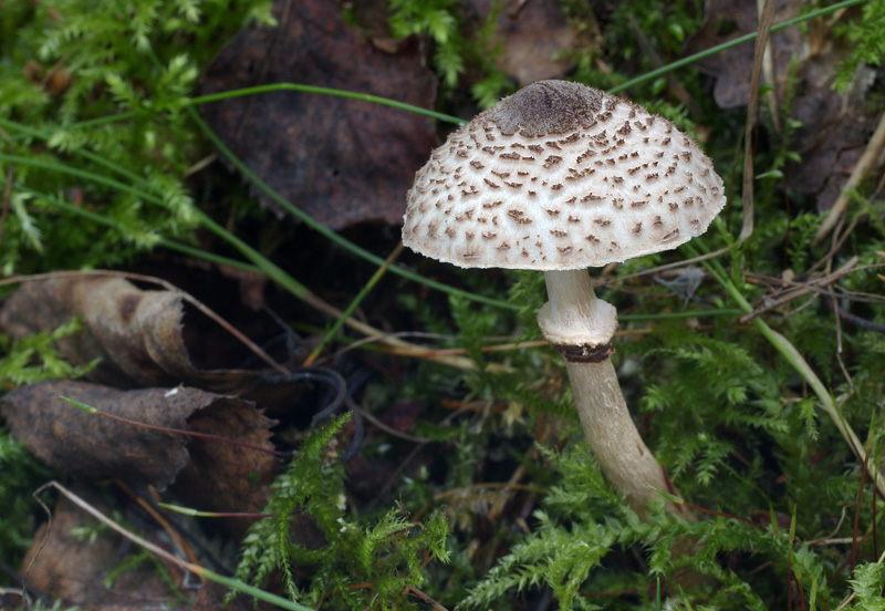 Lepiota felina